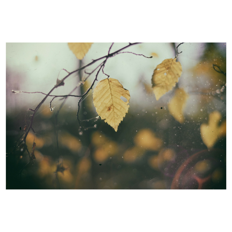 fall leaves on branch