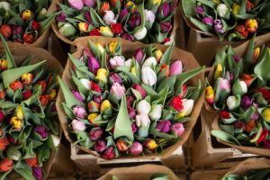 bouquets of tulips showing love