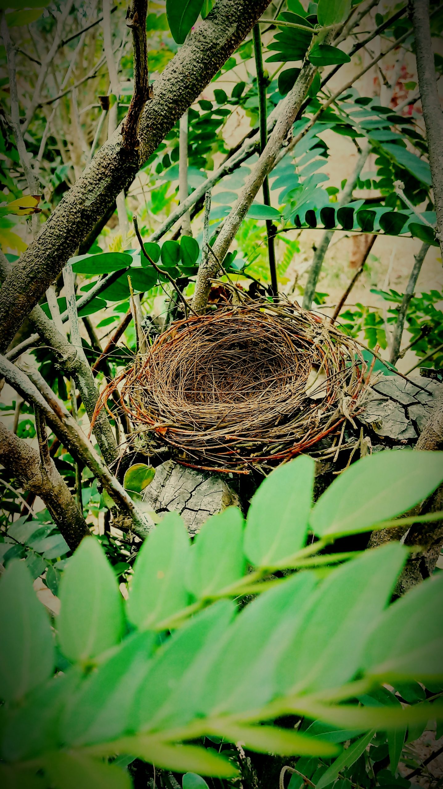 empty bird nest