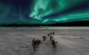 winter northern lights with snow dogs