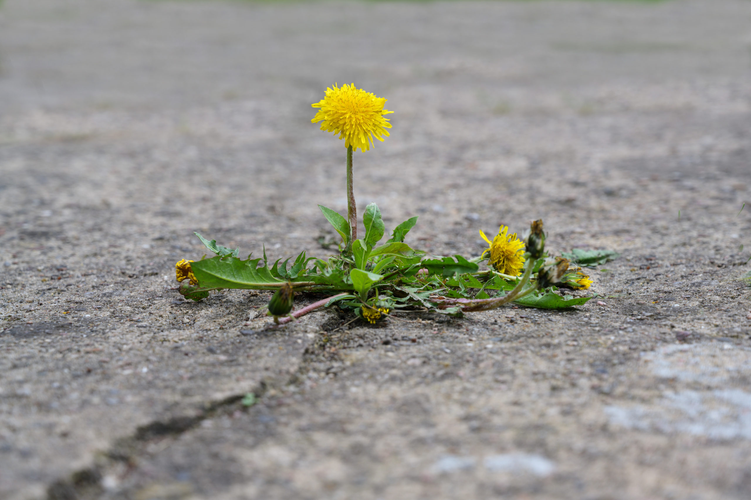 dandelion