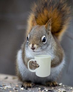 early morning squirrel with coffee