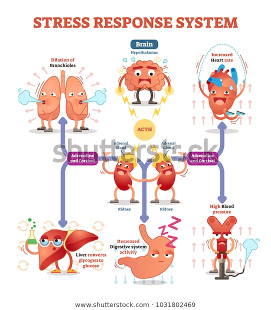 stress response system chart