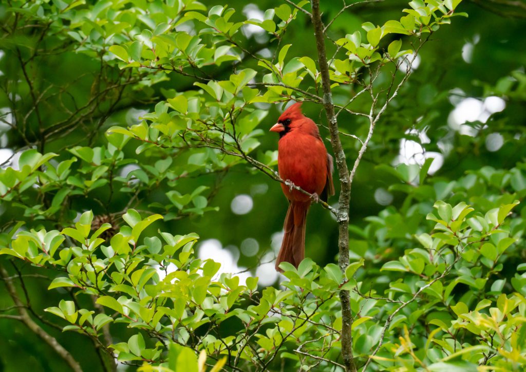 cardinal bird in Georgia