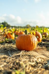 field of pumpkins