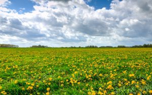 field of dandelions