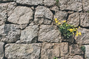 dandelions in cracks of stone