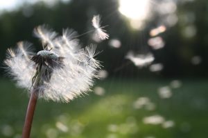 dandelion seeds floating in the air