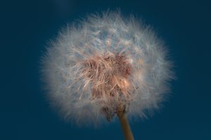 closeup of a dandelion 