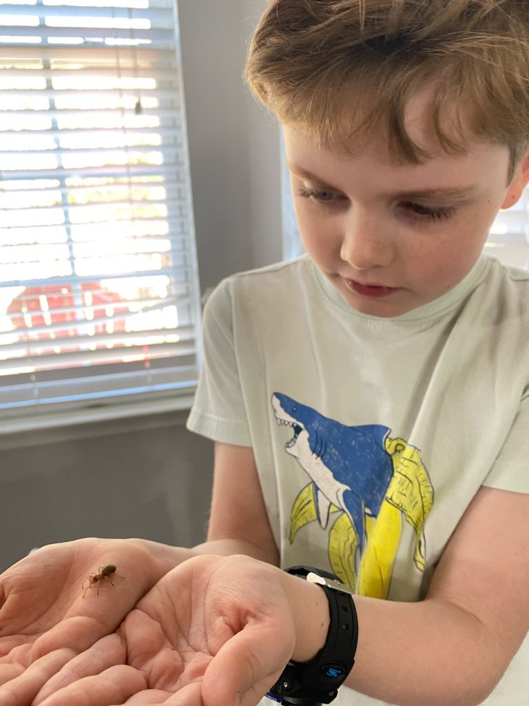 boy holding a baby tarantula