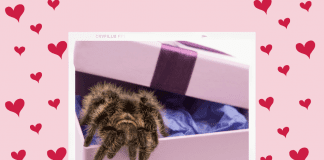 tarantula in a gift box on a pink and red heart background