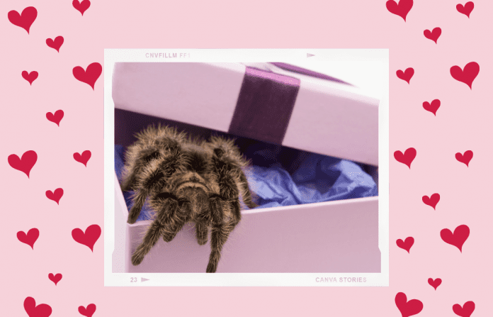 tarantula in a gift box on a pink and red heart background