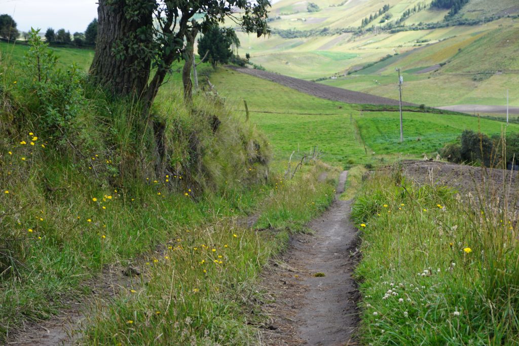 dirt road leading into a field of green with wildflowers growing on both sides