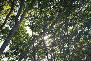 Healthy tall crepe myrtle and sunlight.