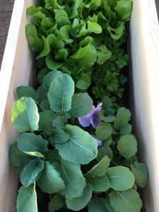 herbs and vegetables in a flower bed