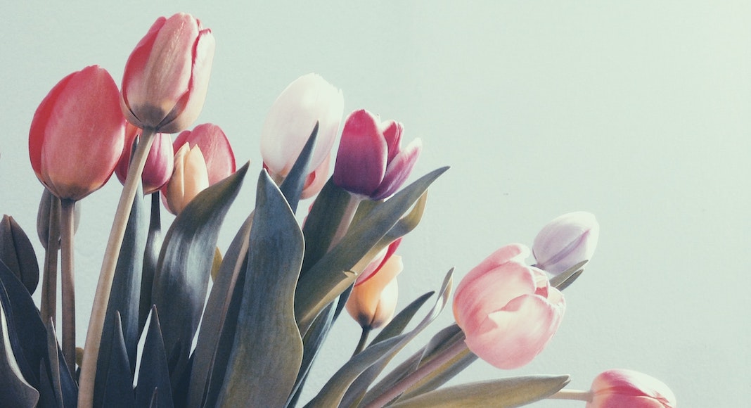 tulips in varying shades of pink