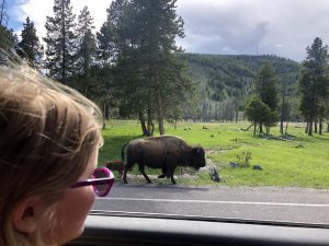 girl watches a bison from the window of a car