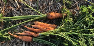 Community Gardening freshly harvested carrots