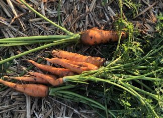 freshly harvested carrots