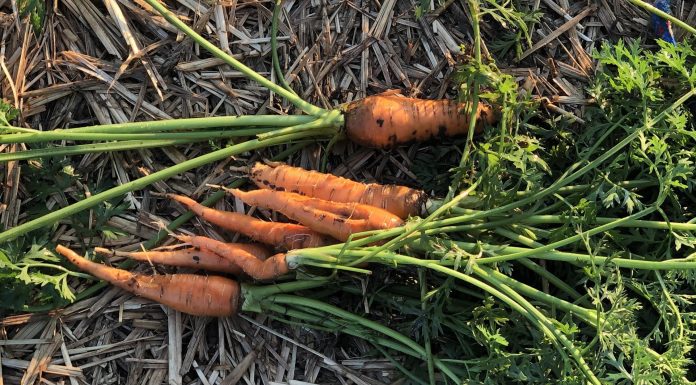 freshly harvested carrots