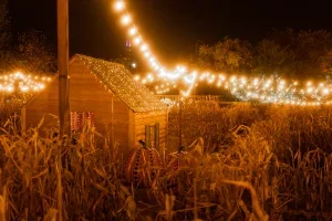 string lights above a field