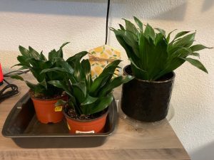 3 cast iron plants on a tabletop