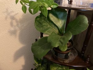 fiddle leaf fig plant