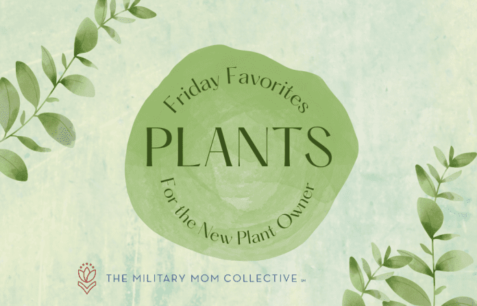 green climbing plant leaves on a green background with "Friday Favorites: Plants for the New Plant Owner" in text and MMC logo