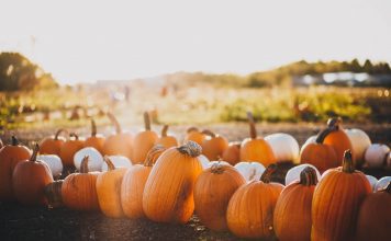 Fall scene with orange and white pumpkins