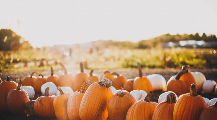 Fall scene with orange and white pumpkins