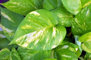 Pothos plant leaves