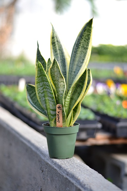 snake plant on a cement ledge