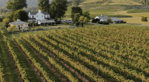 Veritas vineyard