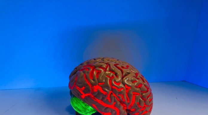 In the Here and Now: Five Ways to Ground Yourself in the Now model of a brain glowing red