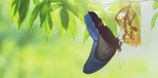 Change Is Hard – Don’t Resist It butterfly leaving a chrysalis in a green plant, signifying change. "Change Is Hard - Don't Resist It" in text and MMC logo