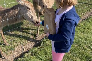 Feeding deer