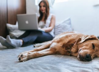 A light coloured dog is asleep in the foreground. Behind her a woman is sitting on the bed working on a silver laptop. The woman is blurred.