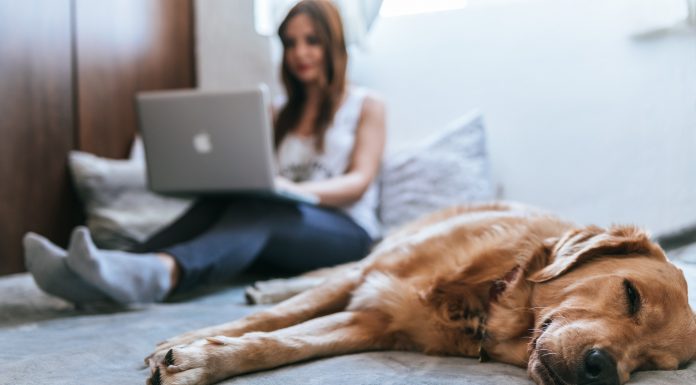 A light coloured dog is asleep in the foreground. Behind her a woman is sitting on the bed working on a silver laptop. The woman is blurred.