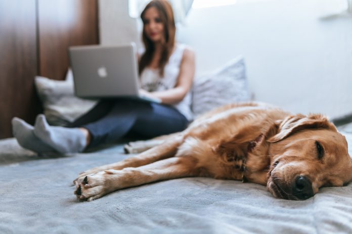 A light coloured dog is asleep in the foreground. Behind her a woman is sitting on the bed working on a silver laptop. The woman is blurred.