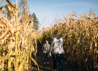 corn maze