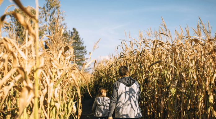 corn maze