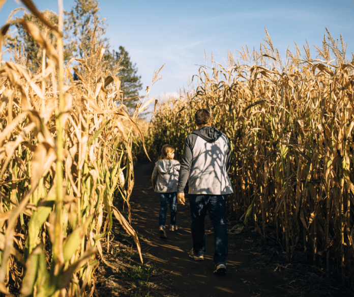 corn maze