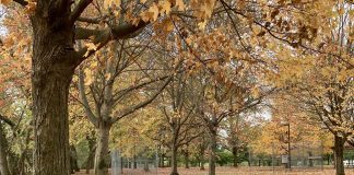 Falling in love with fall A small boy sits on the ground facing away from the camera. He is surrounded by orange, yellow and brown leaves which have fallen from the trees.