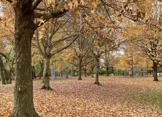 A small boy sits on the ground facing away from the camera. He is surrounded by orange, yellow and brown leaves which have fallen from the trees.