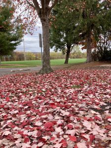 A tree with only a few leaves stands in the background. The ground all around the tree is covered in pink and red leaves which have fallen from the tree.