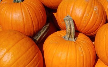 The Commissary Pumpkin Patch is Fine