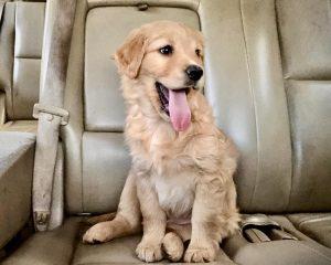 Golden Retriever puppy sits on car seat