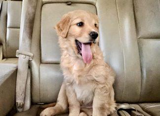 Golden Retriever puppy sits on car seat