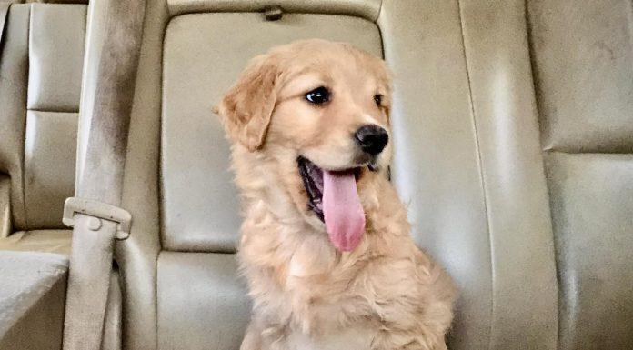 Golden Retriever puppy sits on car seat