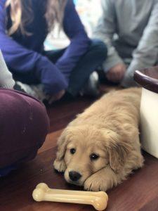 Golden Retriever puppy lies on the ground with her toy bone